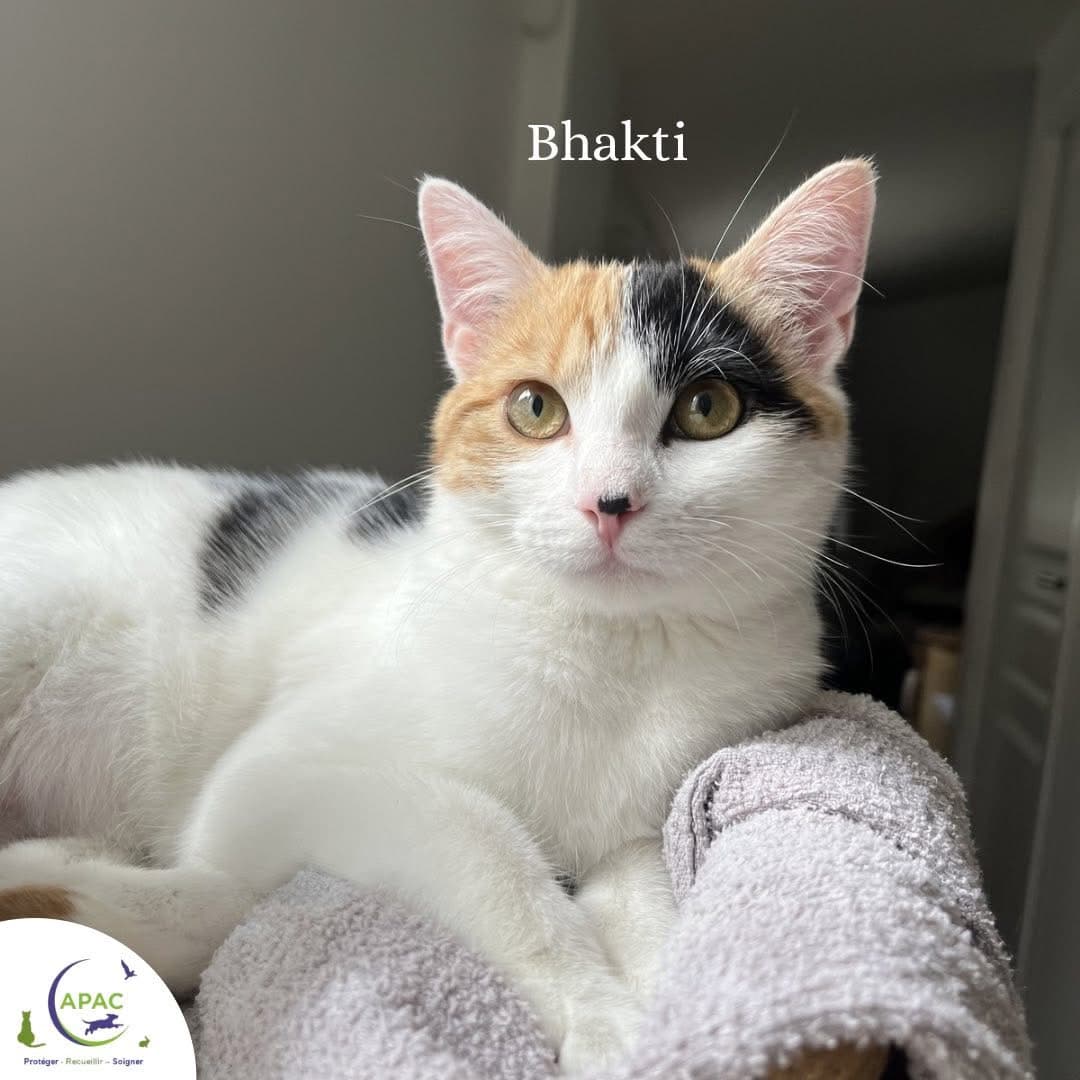 Bhakti — photo 1
