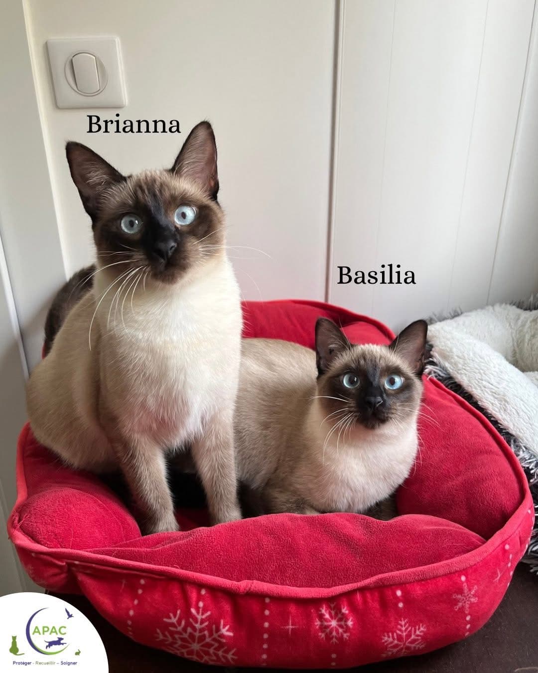 Brianna & Basilia — photo 1