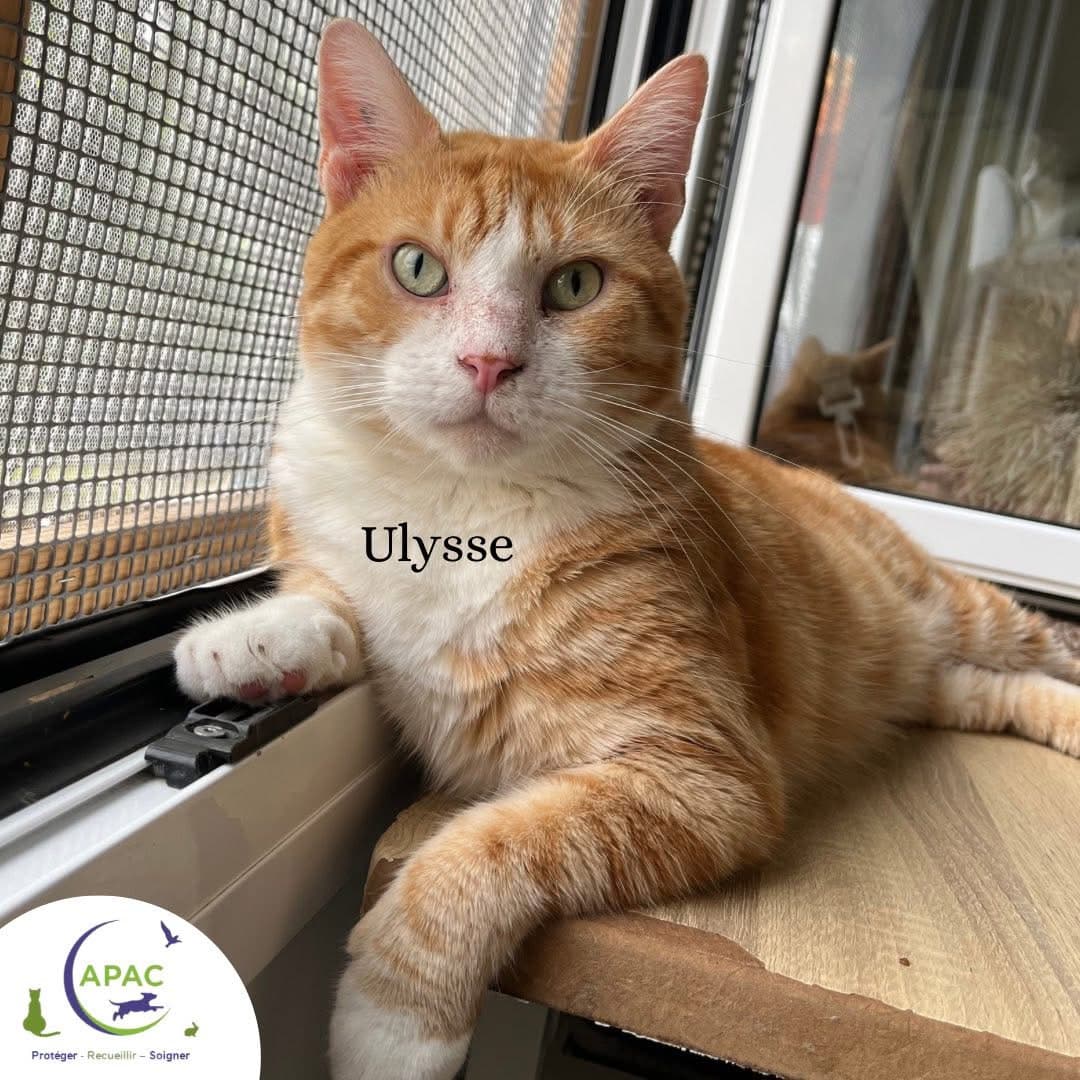 Ulysse — photo 1