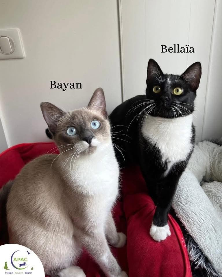 Bellaïa et Bayan