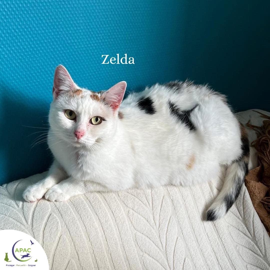 Zelda — photo 1